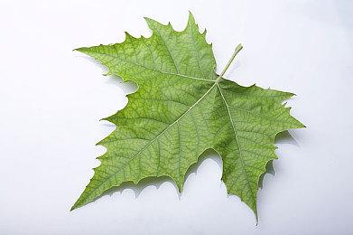 银河恶魔城新作《秘影曼德拉》将于下周正式发售